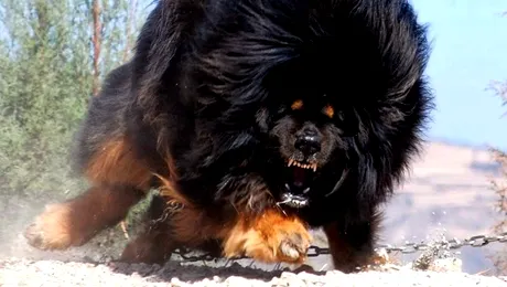 Cele mai scumpe 10 rase de câini