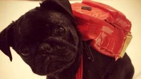 Prima zi de școală!