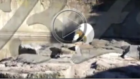 Ultimele clipe din viata lui Knut (Video socant)