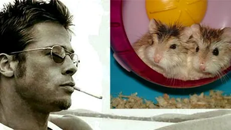 Marijuana isi face efectul asupra lui  Brad Pitt!