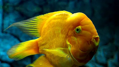 Care au fost primii pești apăruți pe Pământ?