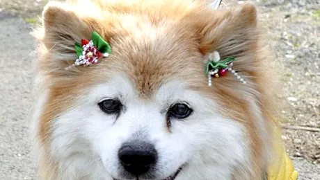 A murit Pusuke, cel mai batran caine din lume