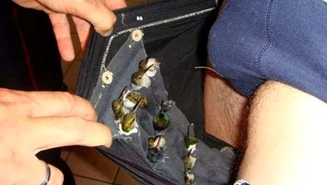Traficantul cu 12 pasarici in pantaloni