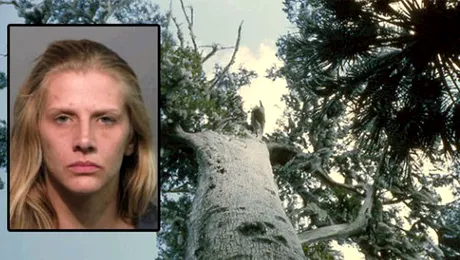 Al cincilea cel mai vechi arbore din lume, distrus într-un incendiu