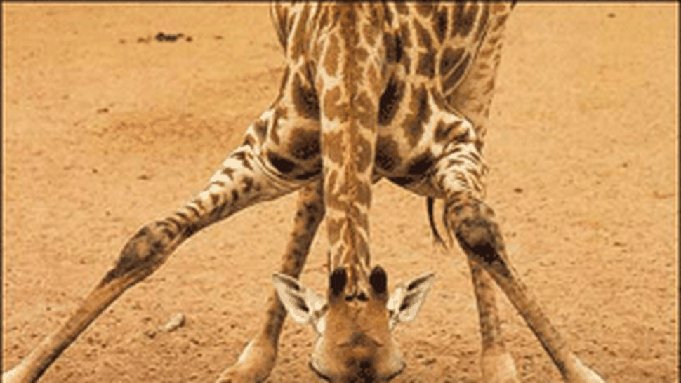 Girafa la sedinta de cosmetizare