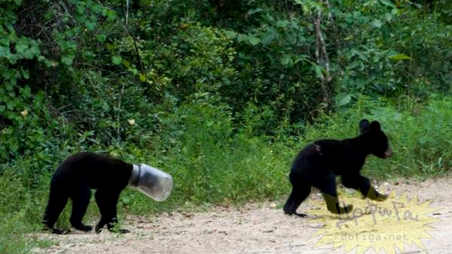 Ursul pacalit de... urs