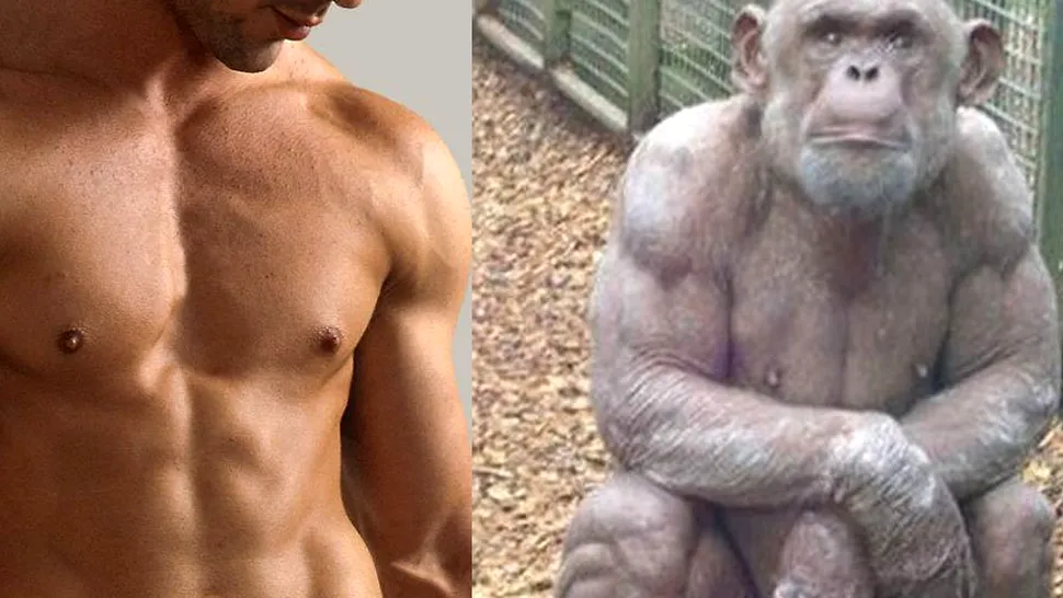 De ce barbatii nu au par pe organul genital precum cimpanzeii