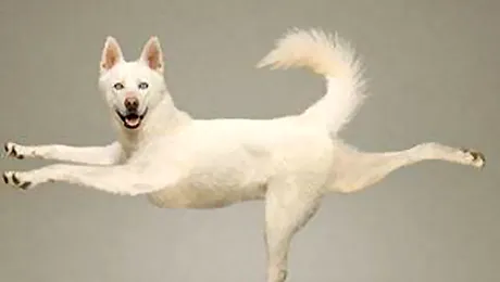 Calendarul cainilor practicanti de yoga (Poze)