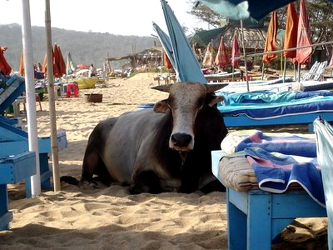 Cow Beach, Goa, India