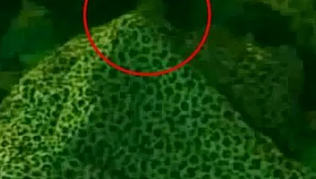 Big Brother Brazilia, moment de pasiune sfarsit cu un viol