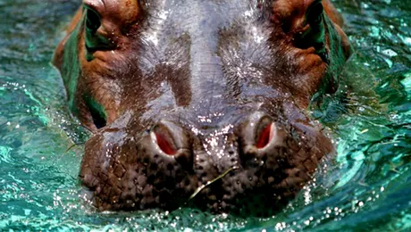 Hipopotam fugar, capturat în Africa de Sud