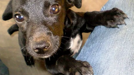 Vineri, hai sa hranim cainii fara stapan!