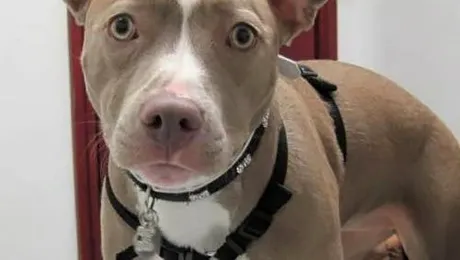 Un caine hermafrodit a devenit femela