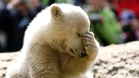 Knut a devenit un ursulet psihopat