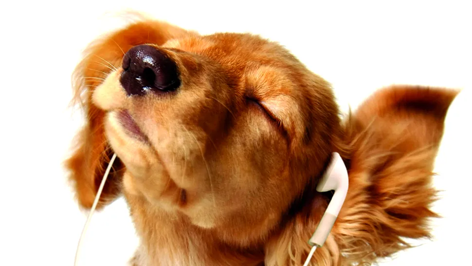 Câinele tău e nervos? Această muzică îl va relaxa imediat! (Audio)