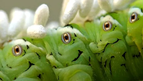 Omida dotata cu 8 ochi