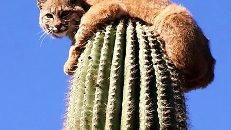 POZA ZILEI: Un ras alergat de o puma s-a urcat pe un cactus imens