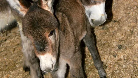 Măgăriţa Fiona a născut