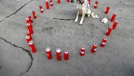 Campanie pentru sustinerea sterilizarii cainilor fara stapan