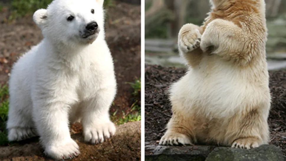 Knut - ursul polar - 