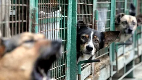 „Gheorghe Zamfir” va fi numele unui nou centru pentru sterilizarea patrupezilor