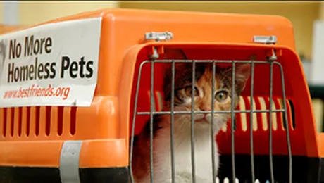 Bucurestenii, obligati sa isi sterilizeze cainii si pisicile