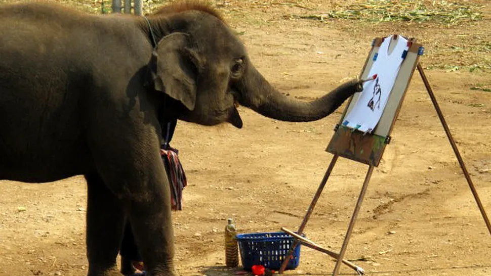 Shanti, elefantul care pictează (Video)