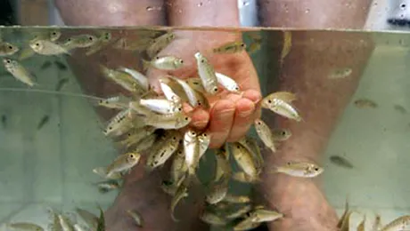 Pedichiura si manichiura cu pesti Garra Ruffa