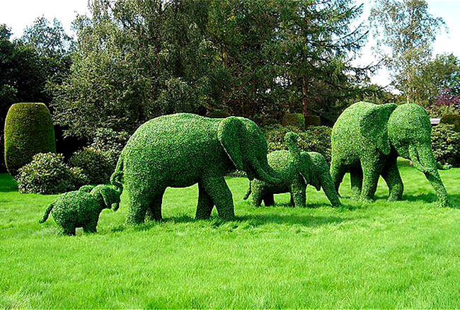 Elefanti din plante in curtea casei