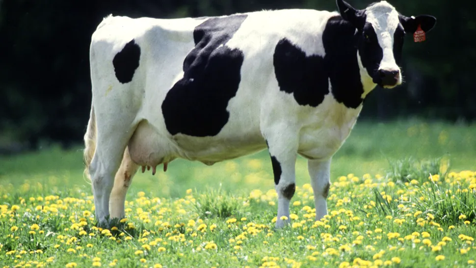 Vacă modificată genetic pentru a produce lapte antialergic