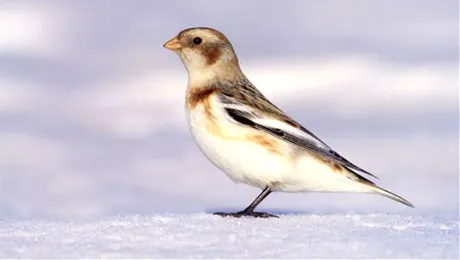 Au păsările un simț olfactiv?