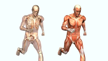 Ce se întâmplă în organismul tău în 30 de secunde (Video)