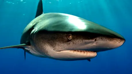 A boxat cu un… rechin și a câștigat