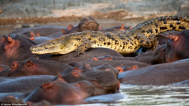 crocodilul se plimba pe spatele hipopotamilor