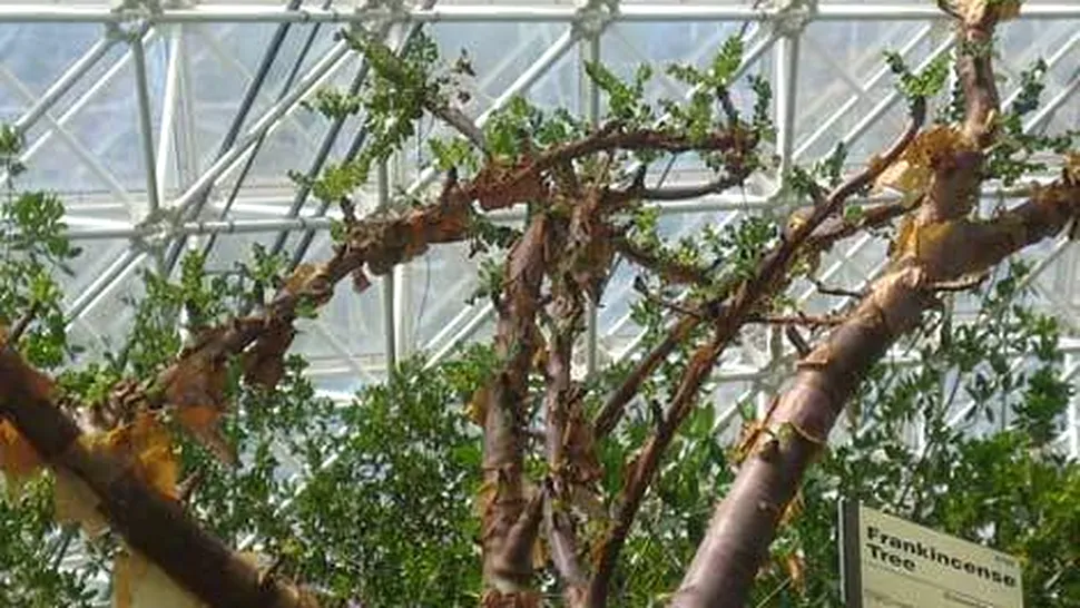 Arborii din rasina carora se extrage tamaia, pe cale de disparitie