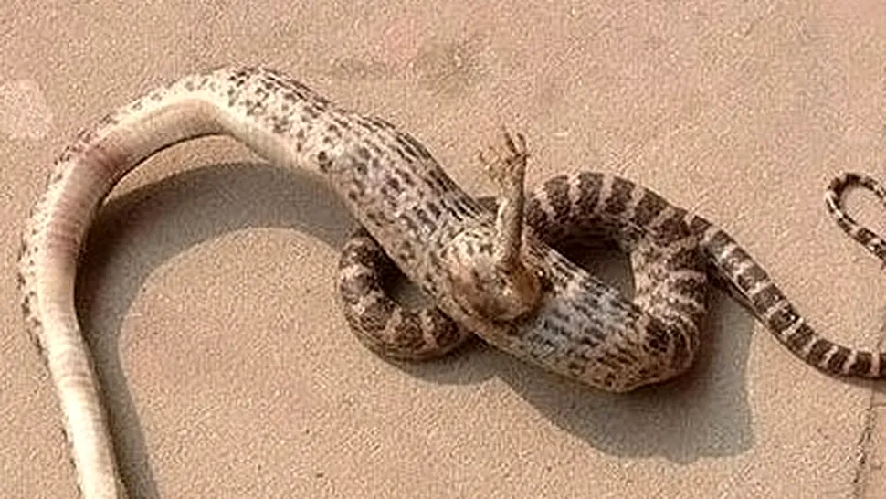 Șarpele cu un picior, descoperit în China