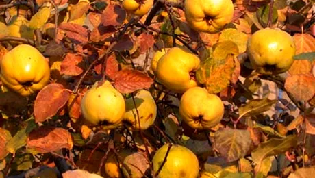 Gutuia, doza de vitamine oferita in sezonul rece