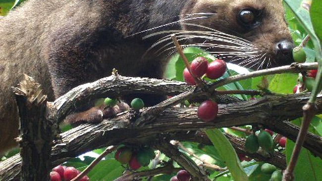 Mamiferul Zibeta Asiatica din Indonezia