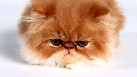 A primit un an de închisoare pentru că a chinuit o pisică