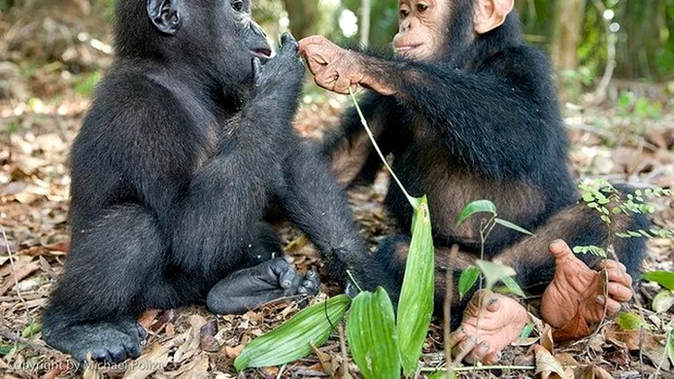 Sunt toate maimuțele la fel de inteligente?