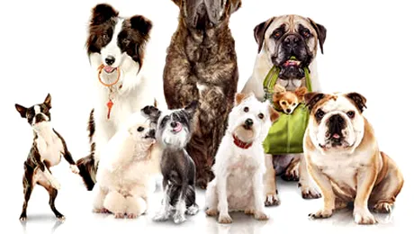 Hotel pentru căţei