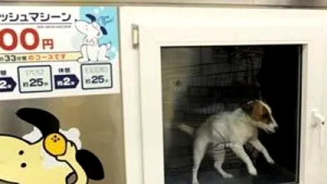 Vrei sa faci economie? Spala-ti cainele la masina!