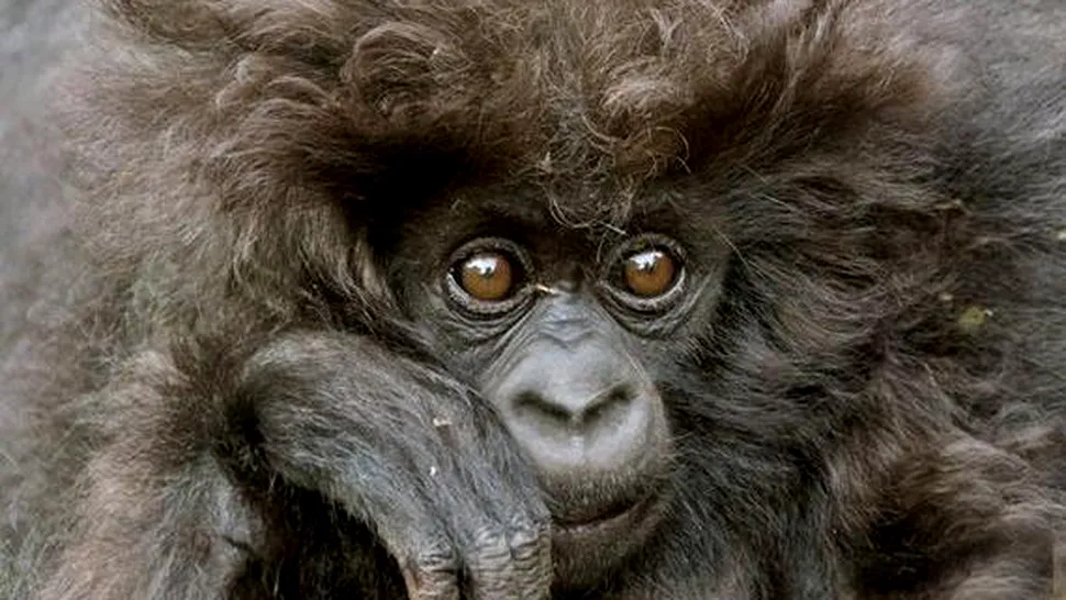 Din lumea animalelor: gorila groovy (Poze)