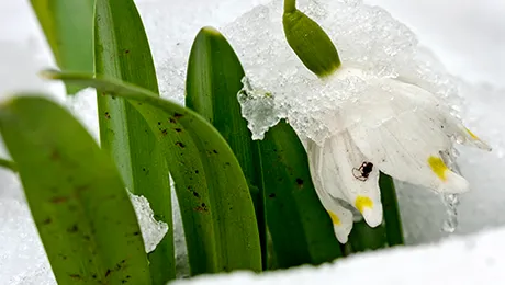 Cum va fi vremea până în luna martie 2015