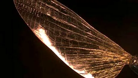 Shrilk-ul va lua locul plasticului