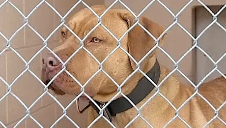 Un pit bull i-a mâncat degetele de la picioare stăpânului în timp ce dormea