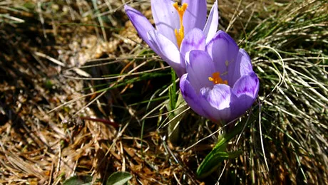 Vremea.Apropo.ro: Prognoza meteo pentru sâmbătă, 1 martie 2014