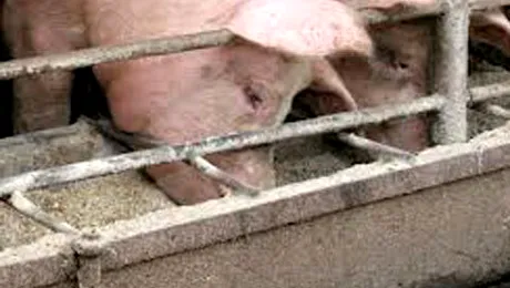 Ce vă mai pute gura!