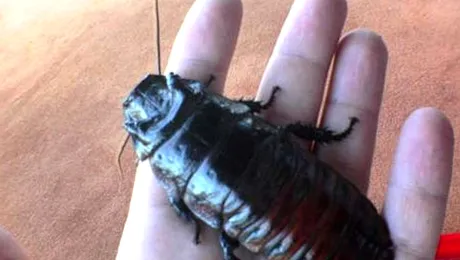 Nu calca gandacul de bucatarie! Ti-ar putea salva viata!