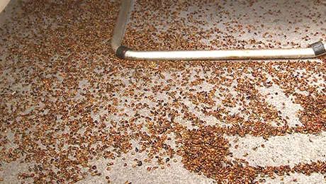 Arădenii, invadați de buburuze